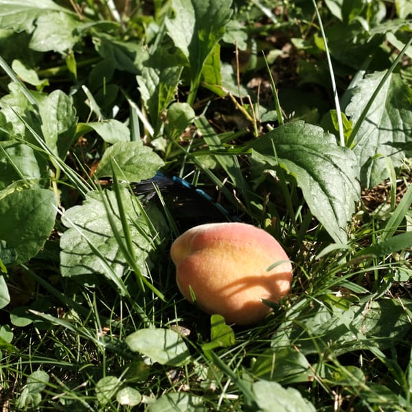 Boston, end of summer 2025