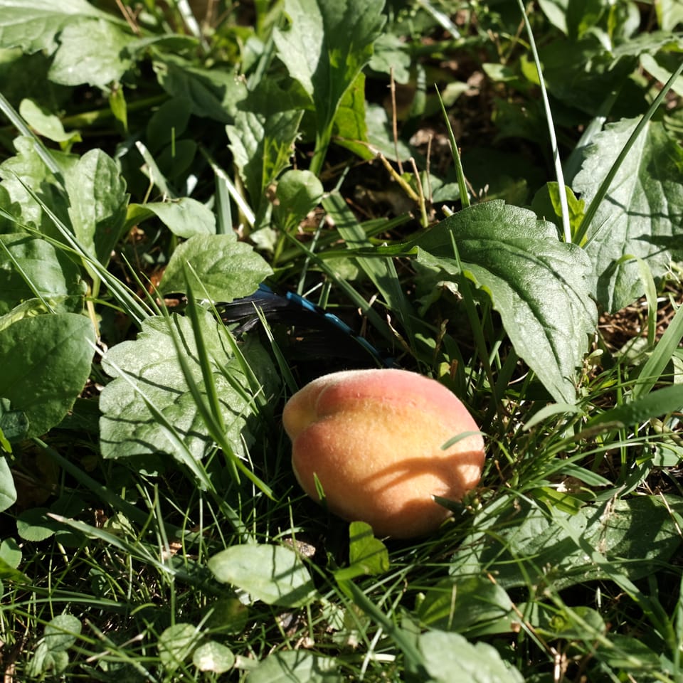 Boston, end of summer 2025